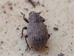 Tropiphorus terricola