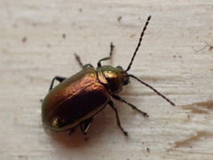 Altica kalmiae