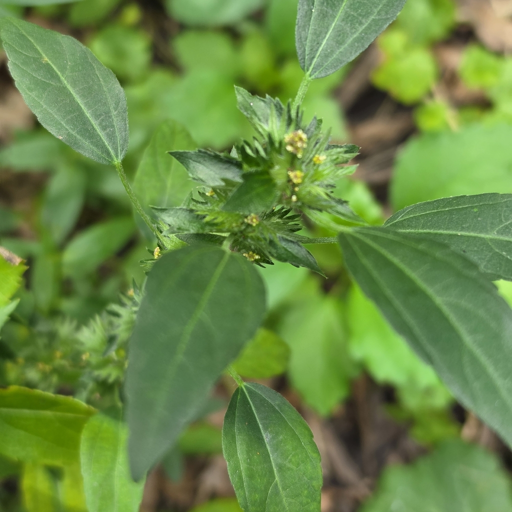 Acalypha virginica; photograph author not stated, no rights reserved