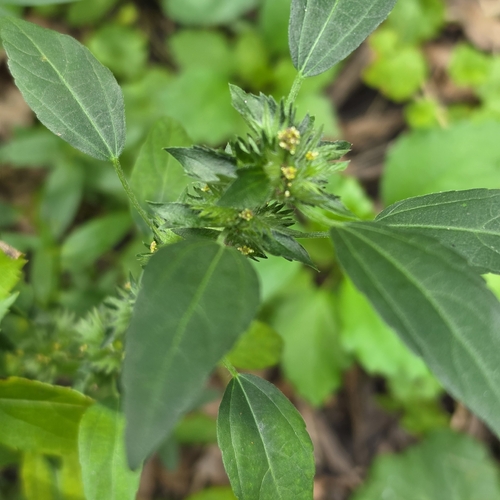 Acalypha virginica