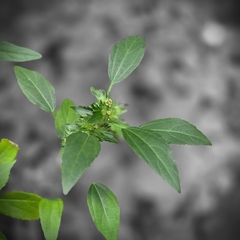 author not stated, no rights reserved Acalypha virginica, photograph author not stated, no rights reserved