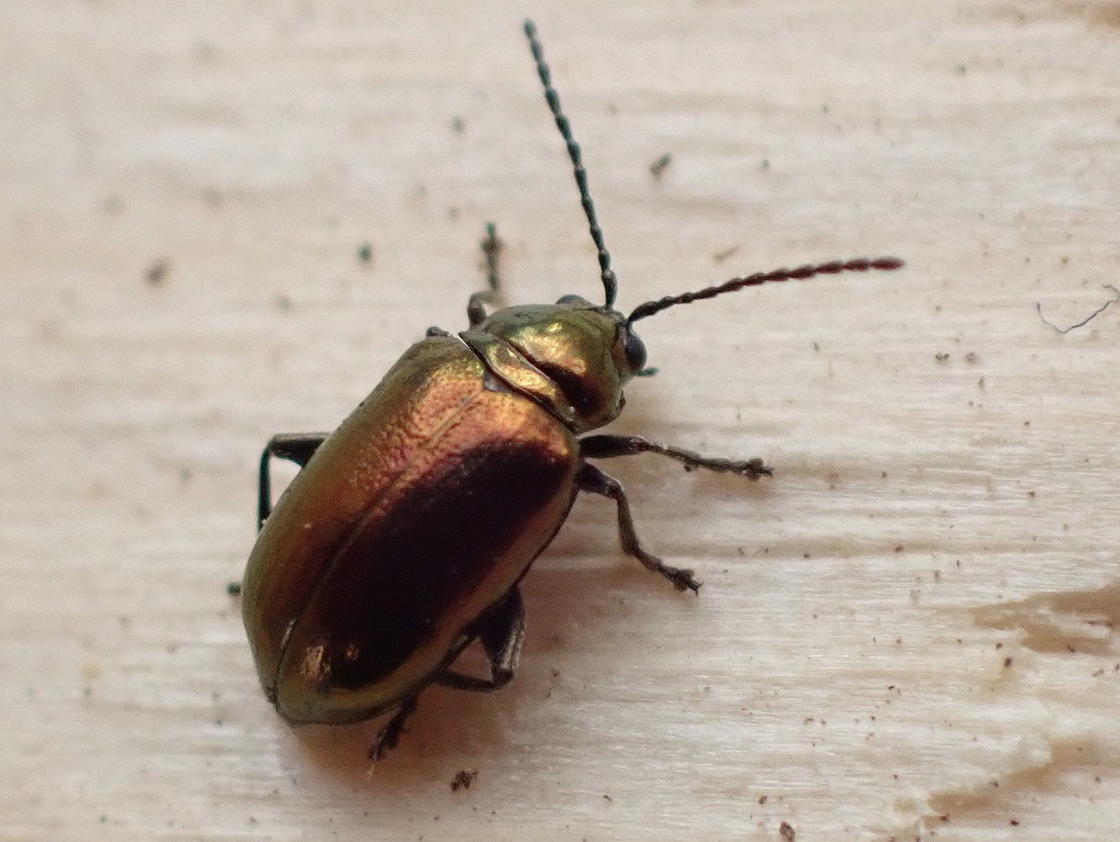 Altica kalmiae