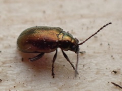 Altica kalmiae