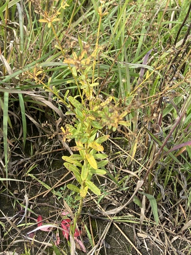 flowering spurge