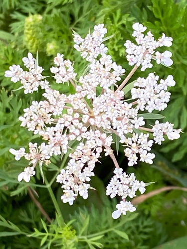 wild carrot