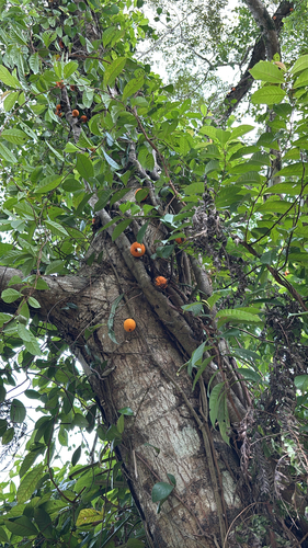 Ficus punctata observed 2026-09-18