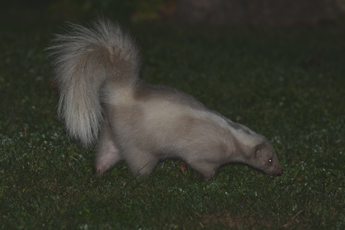 Striped Skunk