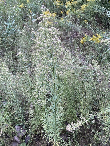 horseweed