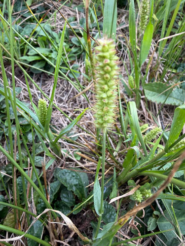 yellow foxtail
