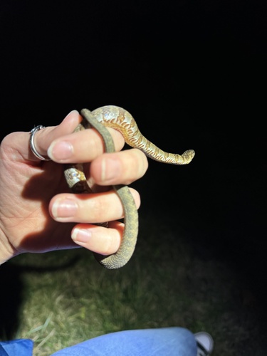 Common Watersnake