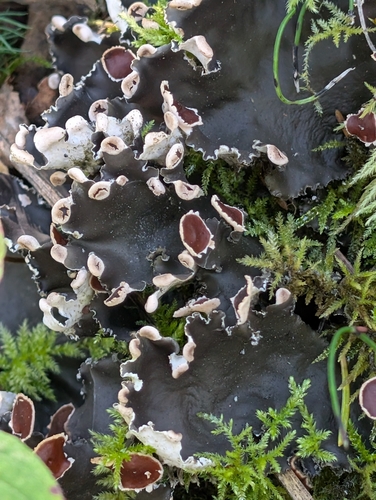 concentric pelt lichen