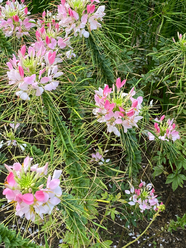 Spider flower