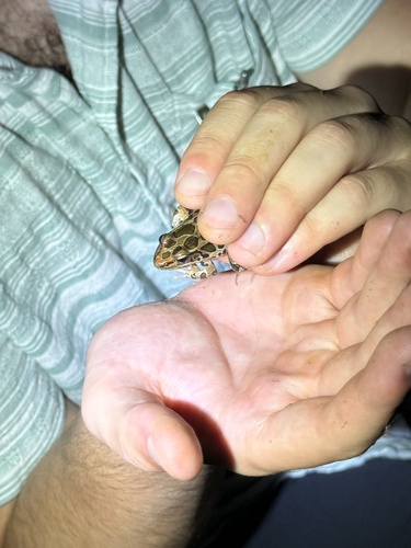 Pickerel Frog