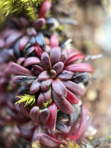 Diapensia lapponica, photograph 4