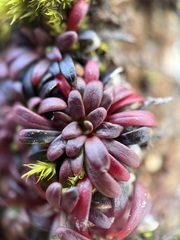 Diapensia lapponica, photograph (c) Tanner Barnharst, some rights reserved (CC BY)