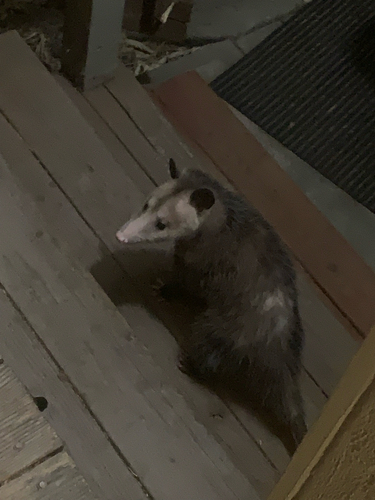 Virginia Opossum