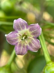 Vassobia breviflora