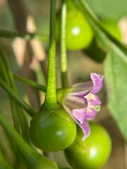 (c) bruno_san1409, some rights reserved (CC BY-SA) Vassobia breviflora, photograph (c) bruno_san1409, some rights reserved (CC BY-SA)