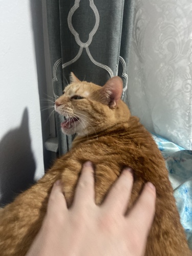 Domestic Cat