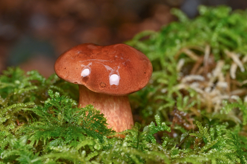 Bay Bolete