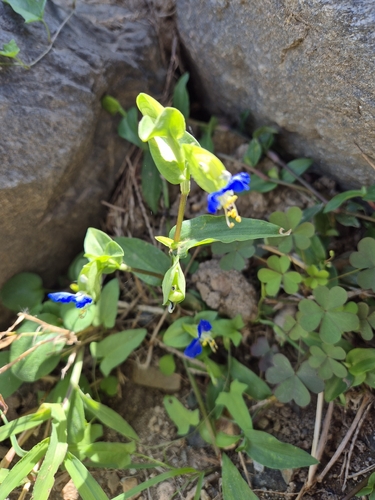Asiatic dayflower