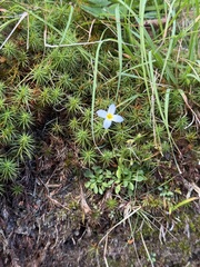 Houstonia caerulea