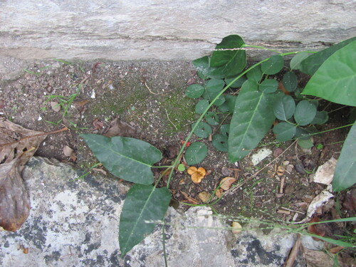Moth Vine