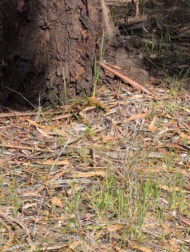 Tiger Snake