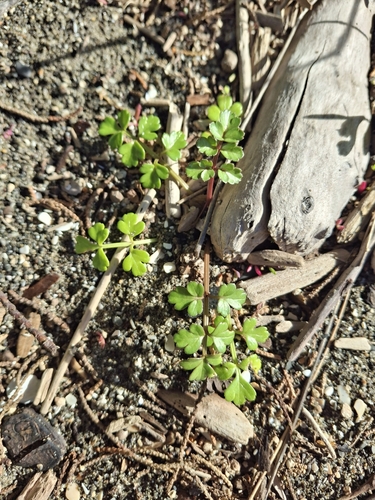 Apium prostratum, photograph 4
