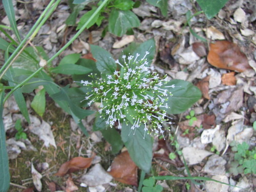 Throatwort