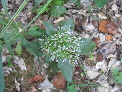 Trachelium caeruleum