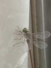 Triacanthagyna septima