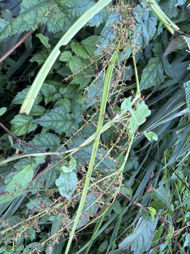 Carex filicina observed 2026-09-18