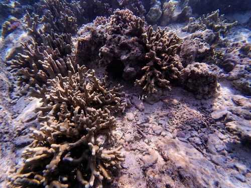 Dascyllus melanurus observed 2026-09-12