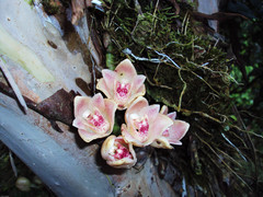 Lycomormium ecuadorense