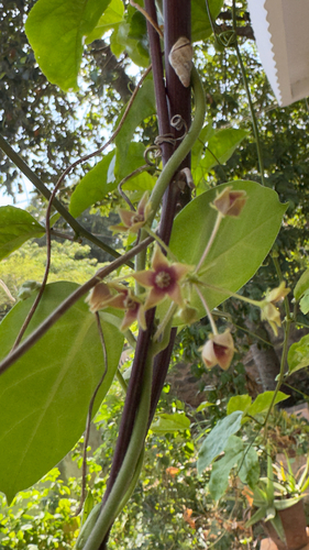 Vincetoxicum indicum, 2026-09-18