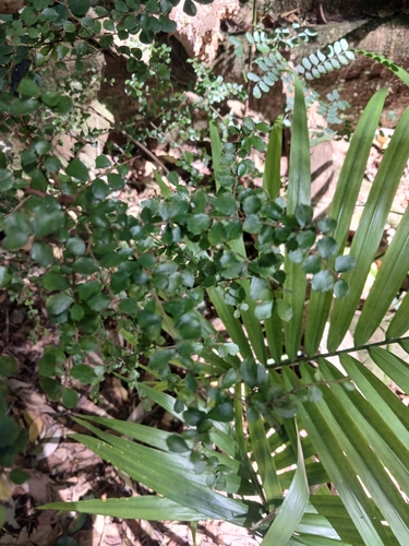 Pittosporum multiflorum, photograph 5