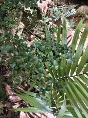 Pittosporum multiflorum, photograph author not stated, no rights reserved