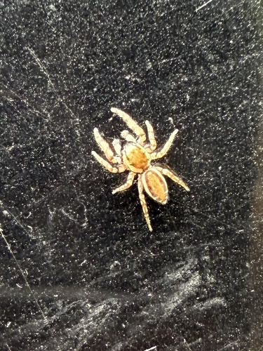 Pelegrina proterva