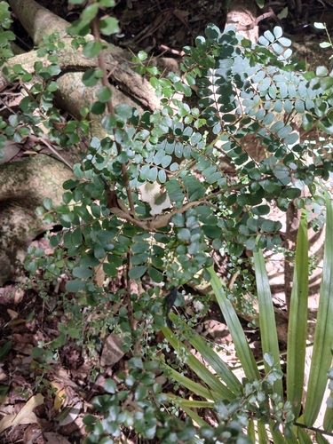 Pittosporum multiflorum, photograph 6