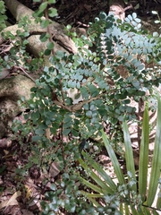 Pittosporum multiflorum, photograph author not stated, no rights reserved