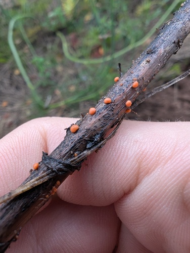Coral Spot