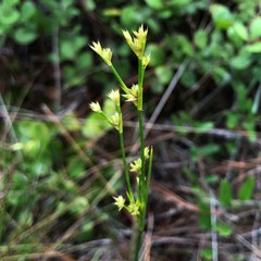 Juncus acuminatus