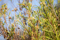 Baccharis salicifolia, photograph (c) Gavin Skeen, some rights reserved (CC BY)