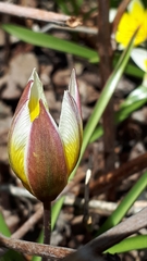 Tulipa sylvestris