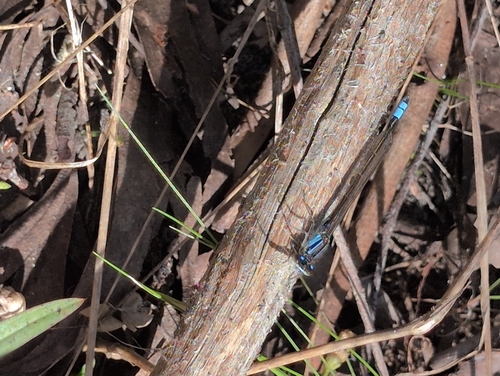 Australian Bluetail