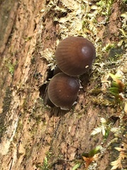 Mycena silvae-nigrae