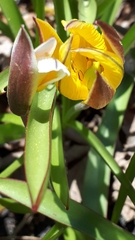Tulipa sylvestris