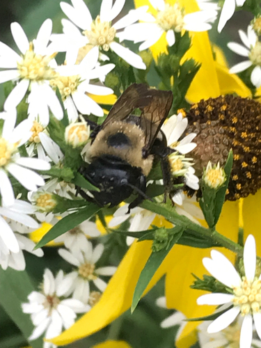 Eastern Carpenter Bee
