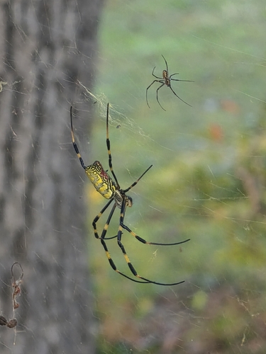Joro Spider